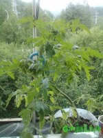 IMG069.jpg