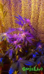 IMAG0029.jpg
