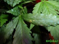 P1030775.JPG