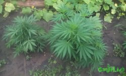 IMG_20150627_130726.jpg