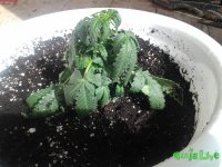 20150629_093201.jpg