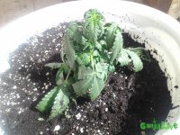 20150629_093235.jpg