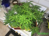 IMG_2852.jpeg