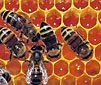 propolis_arest.jpg