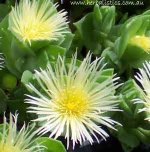 sceletium_tortuosum3.jpg