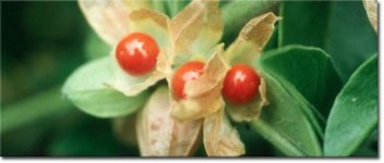 Ayurveda-articles.jpg