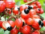 paulinia_cupana.jpg
