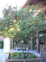 275px-Citrus_aurantium_chinotto1.jpg