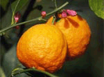 Citrus_aurantium.gif