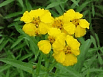 Tagetes_lucida.gif