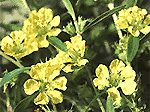 Heimia_salicifolia.gif