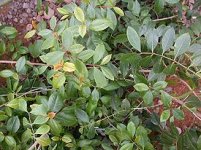 275px-Catha_edulis.jpg
