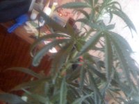 IMG_1368.JPG