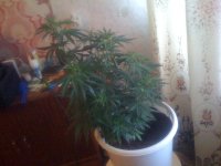 IMG_1369.JPG