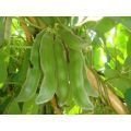 398_397_Mucuna_pruriens.jpg