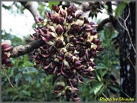 Mucuna_pruriens_1.jpg