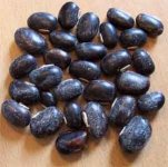mucuna-pruriens05.jpg