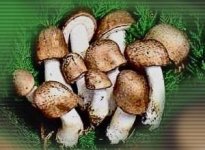 agaricus1.jpg