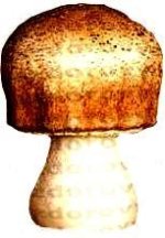 agaricus3.jpg