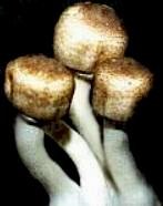 agaricus5.jpg
