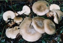 Clitocybe nebularis.jpg