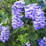 sophora secundiflora1.jpg