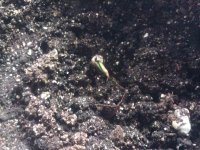 IMG_20120301_125813.jpg