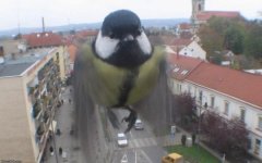 вор.jpg
