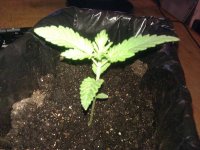 IMG_20120309_200824.jpg