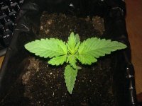 IMG_20120309_200831.jpg