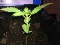 IMG_20120309_200841.jpg