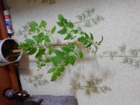DSCN22481.JPG