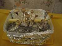 IMG_0526.JPG