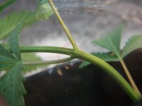 DSCF1093.JPG