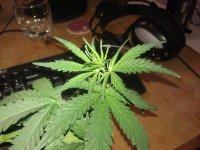 IMG_20120319_005925.jpg