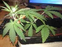 IMG_20120319_005939.jpg