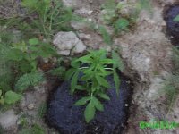 IMG_0485.JPG