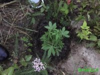 IMG_0488.JPG