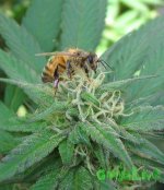 Bee-on-Marijuana-Flower-Weed-Bud.jpg