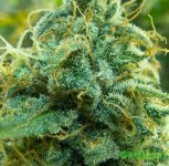 sea_of_trichomes_by_growadvice-d56c6p4_opt.jpg