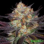 tga-querkle-cannabis-seeds.jpg