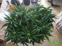 IMG_2886.jpeg
