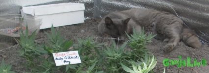 Гадость мохнатая.JPG