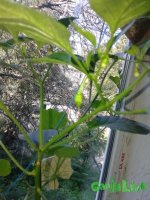 20150706_065352.jpg