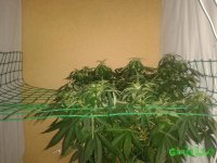 20150706_150657.jpg