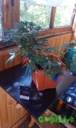 IMAG0055.jpg