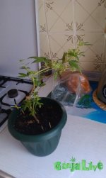 IMAG0059.jpg