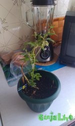 IMAG0060.jpg