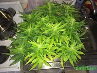 IMG_2905.jpeg