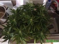 IMG_2904.jpeg